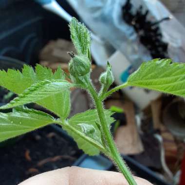 Rubus fruticosus 'Oregon Thornless'