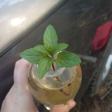 Mentha x piperita f. citrata 'Chocolate'