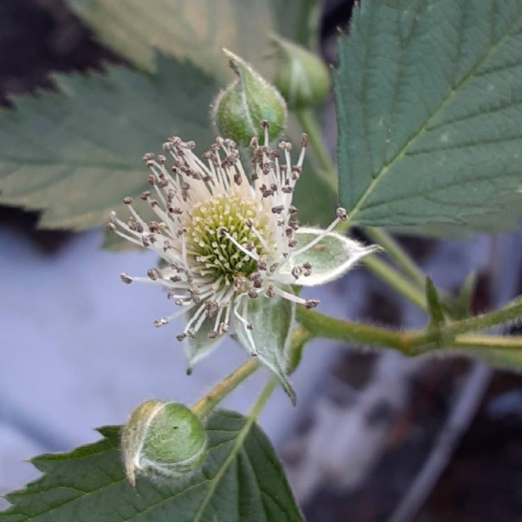 Plant image Rubus fruticosus 'Oregon Thornless'