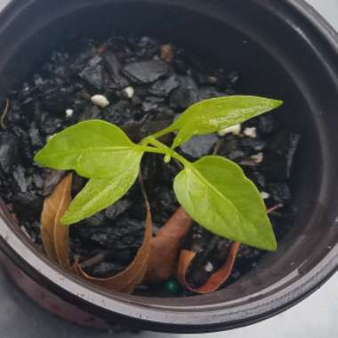 Capsicum Annuum 'Hungarian Wax'