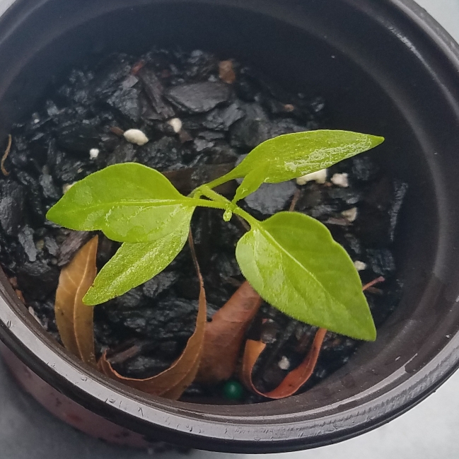 Plant image Capsicum Annuum 'Hungarian Wax'