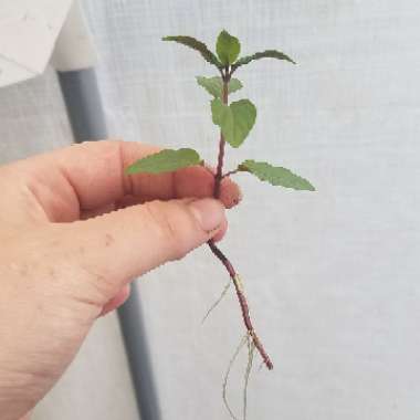 Mentha x piperita f. citrata 'Chocolate'