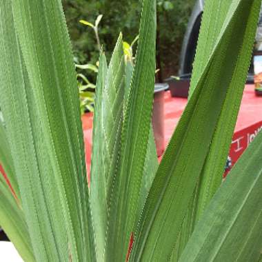 Gladiolus 'Espresso'