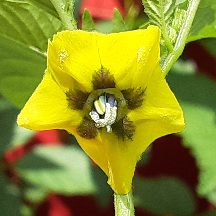 Plant image Physalis ixocarpa syn. P. philadelphica