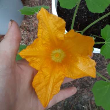 Cucurbita