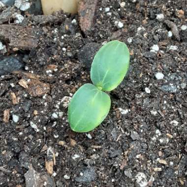 Cucumis Sativus 'Lemon '