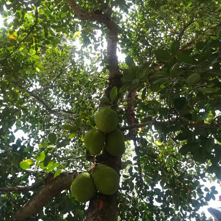 Plant image Artocarpus heterophyllus