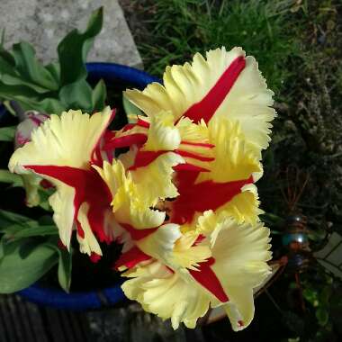 Tulipa 'Flaming Parrot'