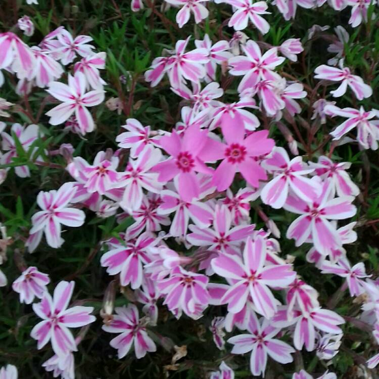 Plant image Phlox subulata 'Candy Stripe' syn. Phlox subulata 'Tamaongalei', Phlox subulata 'Mikado', Phlox subulata 'Kimono'