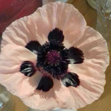 Papaver (Oriental Group) 'Prinzessin Victoria Louise' syn. Papaver orientale 'Princess Victoria Louise'