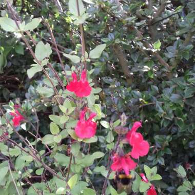 Salvia greggii 'Lipstick'