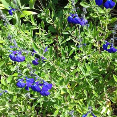 Salvia Microphylla 'Blue Note'