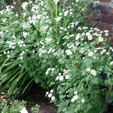 Tanacetum parthenium 'Flore Pleno'