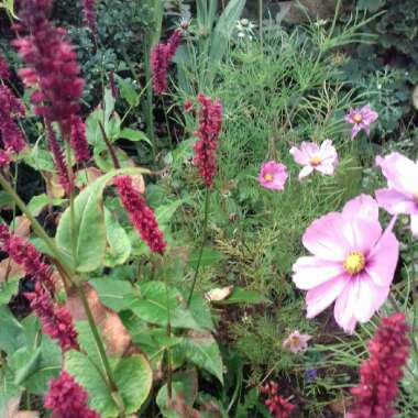 Persicaria amplexicaulis 'Firetail' syn. Polygonum amplexicaule 'Fire Tail'