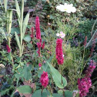 Persicaria amplexicaulis 'Firetail' syn. Polygonum amplexicaule 'Fire Tail'