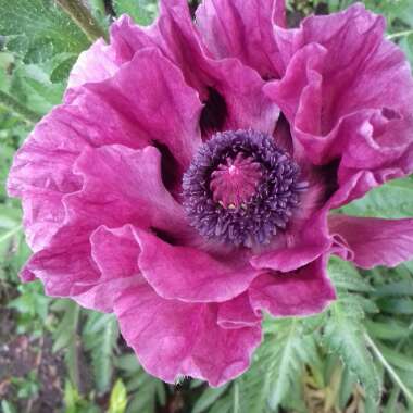 Papaver orientale 'Patty's Plum'