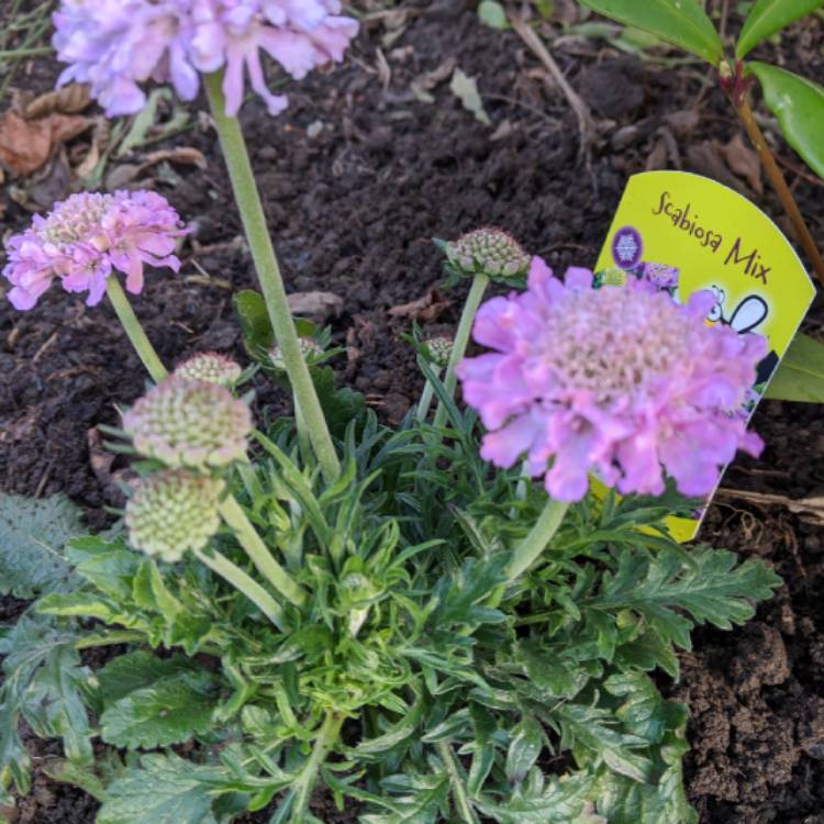 Plant image Scabiosa atropurpurea 'Kudos Pink'