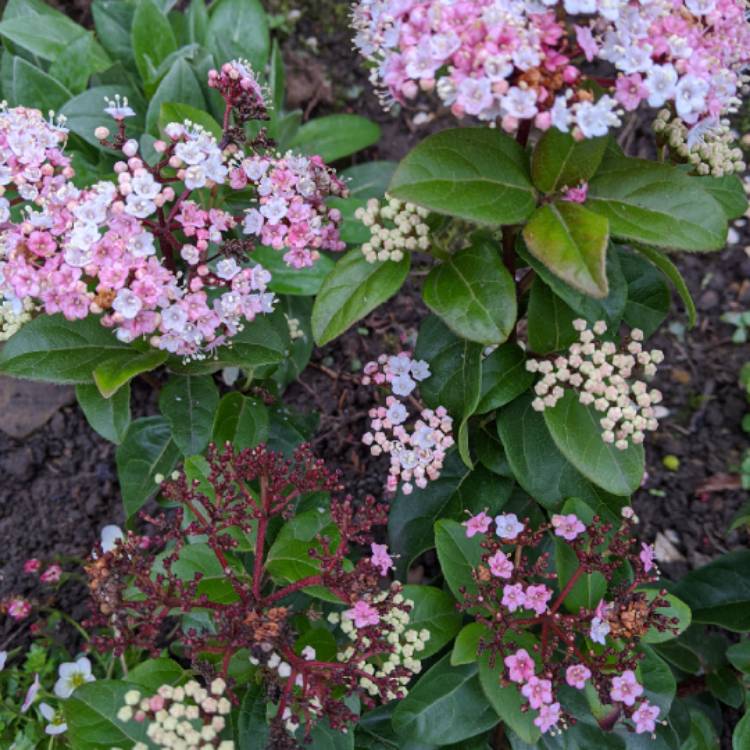 Plant image Viburnum tinus