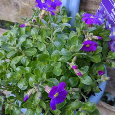 Aubrieta gracilis 'Kitte Blue'