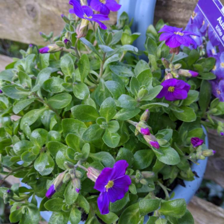 Plant image Aubrieta gracilis 'Kitte Blue'