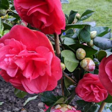 Camellia japonica 'Doctor King'