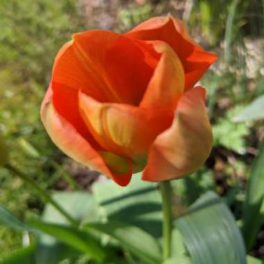 Tulipa 'Orange Emperor'