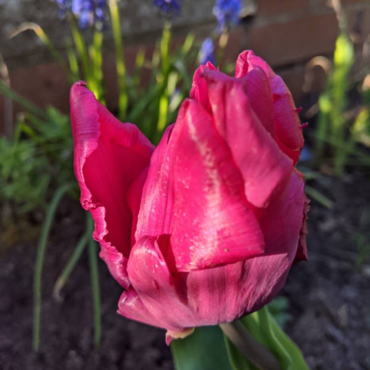 Plant image Tulipa 'Blue Parrot'