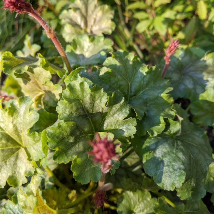 Plant image Heuchera sanguinea 'Ruby Bells'