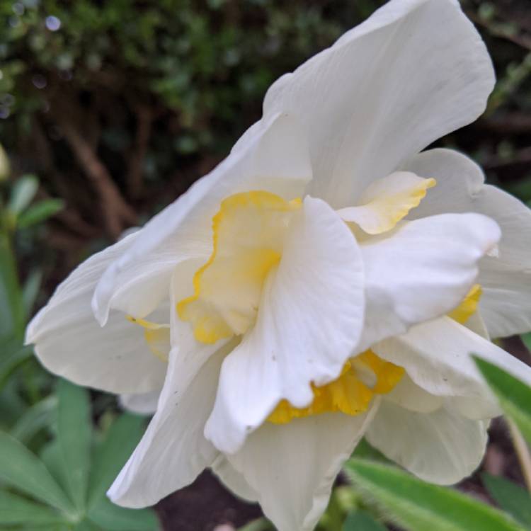 Plant image Narcissus 'White Lion'