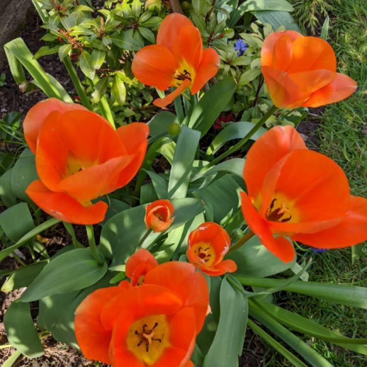 Plant image Tulipa 'Orange Emperor'