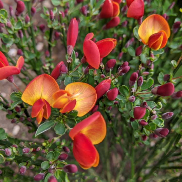 Plant image Cytisus 'Lena'