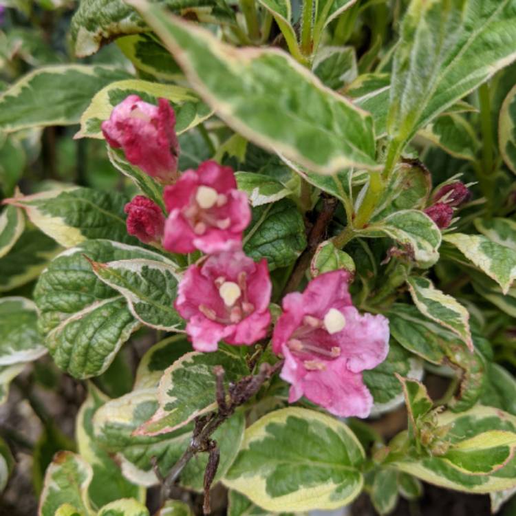 Plant image Weigela 'Kosteriana Variegata'