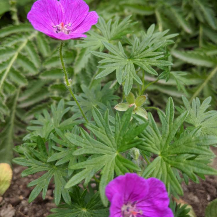 Plant image Geranium sanguineum 'Vision Violet' (Vision Series)