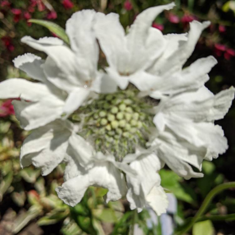 plant image 1304507