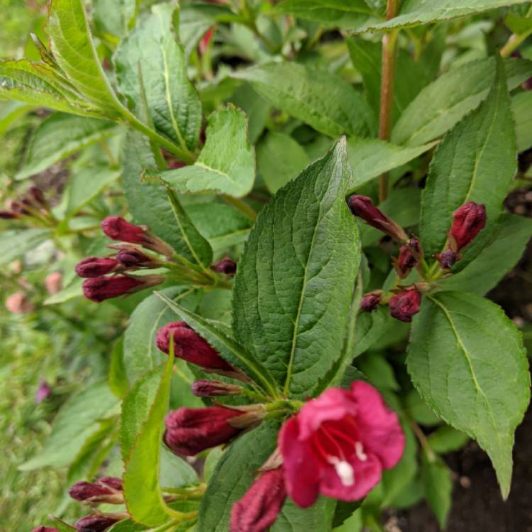 Plant image Weigela 'Bristol Ruby'