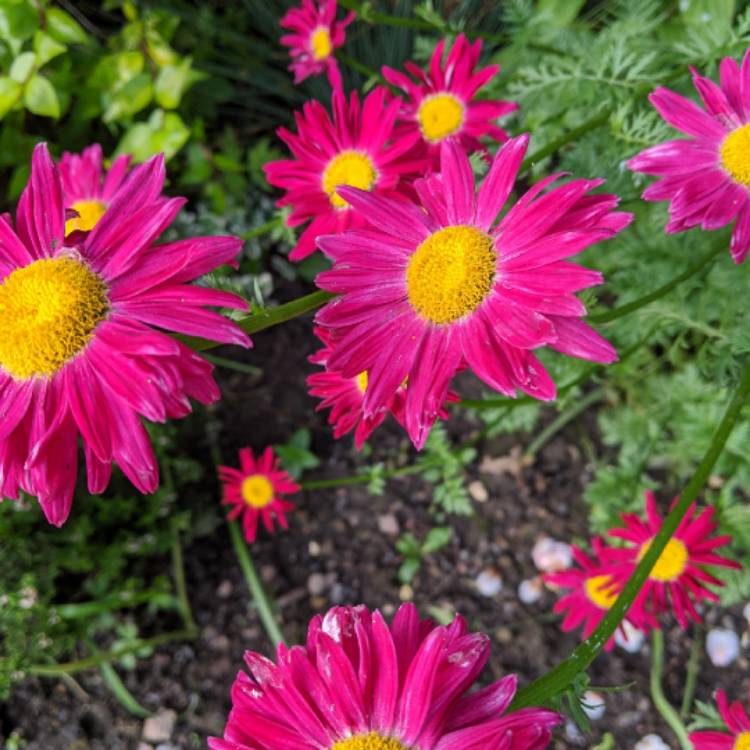 Plant image Tanacetum Robinson's Rose