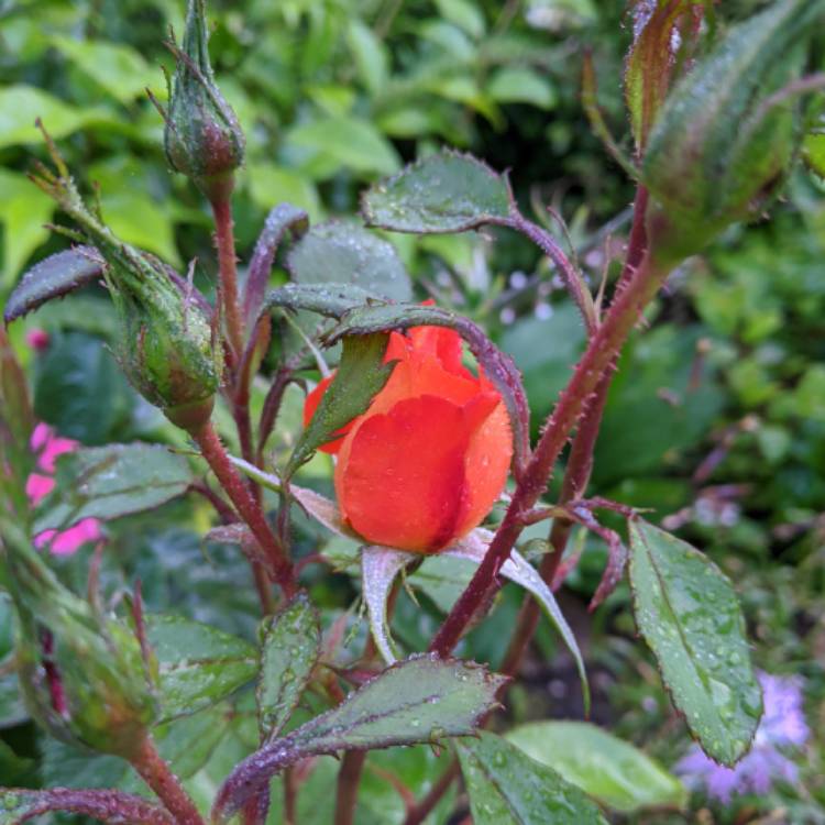 Plant image Rosa 'Orange Abundance'