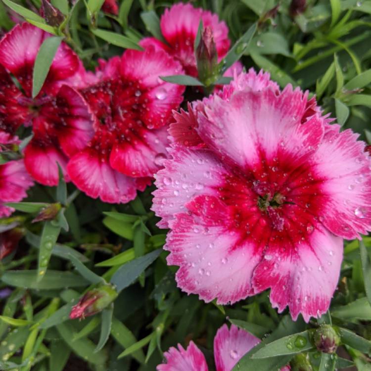 Plant image Dianthus chinensis 'Raspberry Parfait'