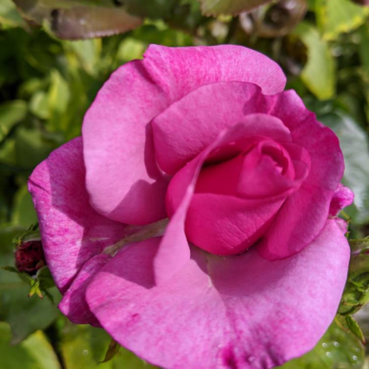 Plant image Rosa 'Fryniche' syn. Rosa 'Moody Blue', Rosa 'My Lovely Dad'