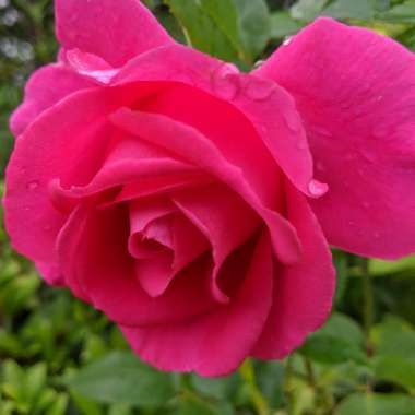 Rosa 'Fryrisky' syn. Rosa 'All My Loving'