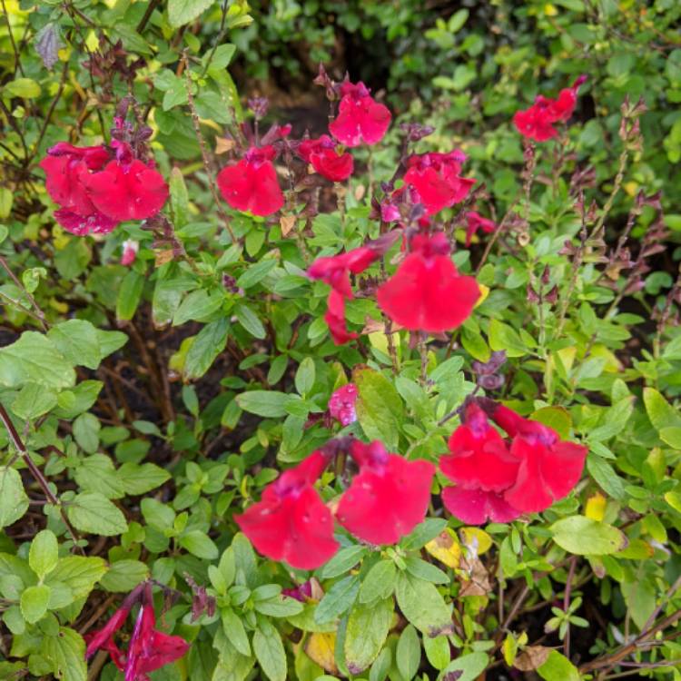 Plant image Salvia greggii 'Mirage™ Cherry Red'