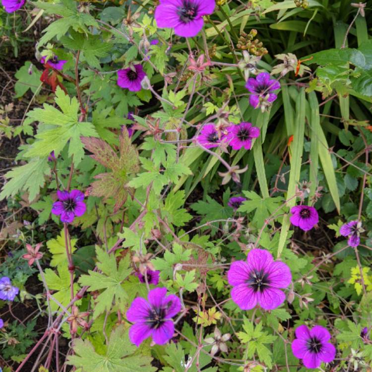 Plant image Geranium 'Ann Folkard'