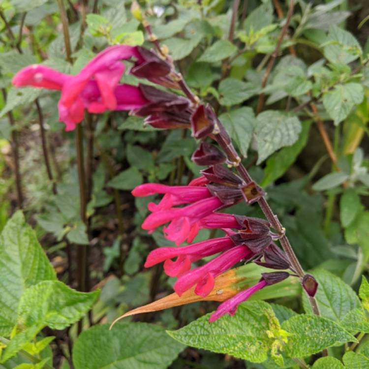 Plant image Salvia Amante