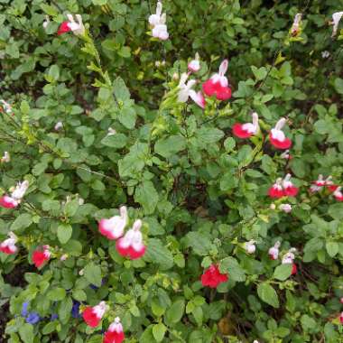 Salvia 'Hot Lips' syn. Salvia x jamensis 'Hot Lips', Salvia microphylla 'Hot Lips'