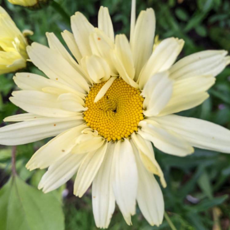 Plant image Leucanthemum x superbum 'Banana Cream'