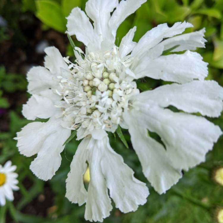 Plant image Scabiosa caucasica 'Perfecta Alba' (Perfecta Series)