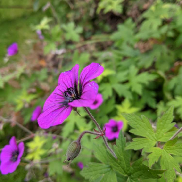 Plant image Geranium 'Ann Folkard'