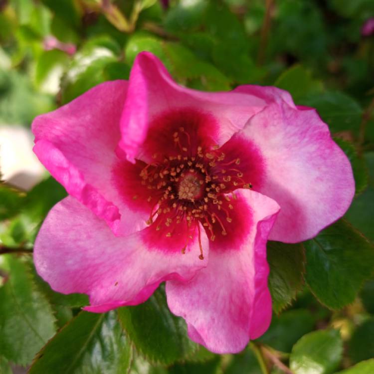 Plant image Rosa 'Bright As A Button'