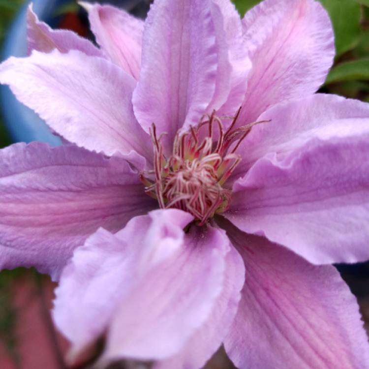 Plant image Clematis 'Filigree'