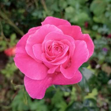 Rosa 'Tickled Pink'